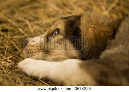 Puppy