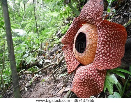 Full-bloomed Rafflesia Arnoldii Flower In Bengkulu Forest