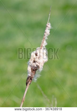 Cattail Framed Against A Dark Green Background, Fluffy