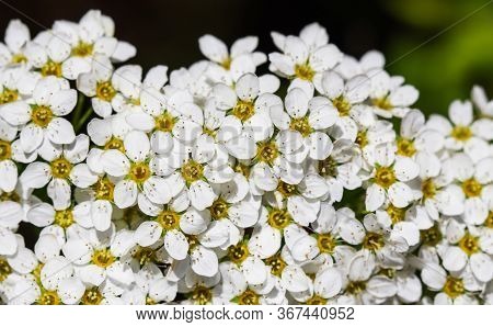 Thunberg Spirea (spiraea Thunbergii) Bush In Blossom. Background Of White Flowers