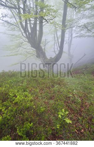 Beech Forest