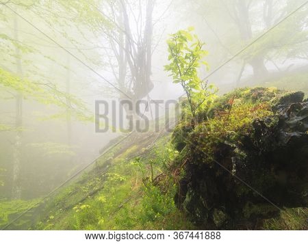 Beech Forest