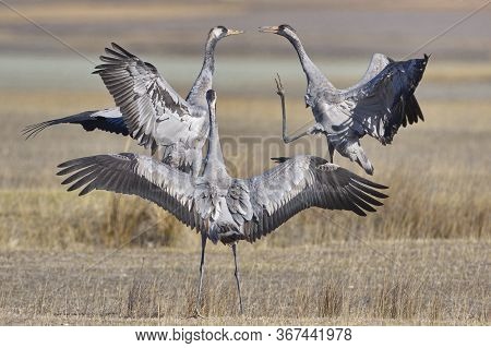 Common Crane (grus Grus)