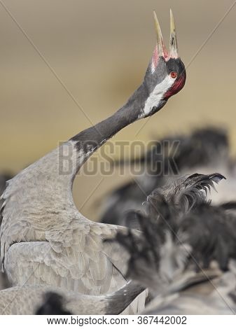 Common Crane (grus Grus)