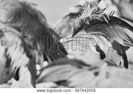 Common Crane (grus Grus)