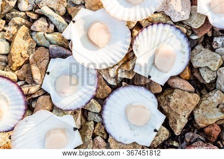 Alive Japanese Scallops (chlamys Nipponensis) On The Coast Of Japan Sea, Pacific Ocean