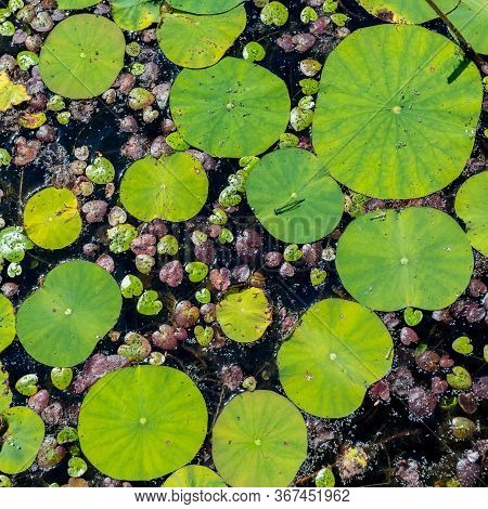Midges Sitting On The Duckweed (lemnoideae) In A Pond In The Sunny Day. Natural Background