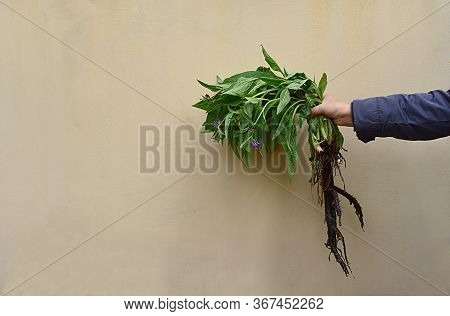 Comfrey Plant With Root And Flowers In Hand.
