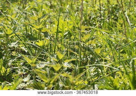 Young And Juicy Nettle Leaves. The Sun Shines Through The Leaves. Beautiful Spring Summer Optimistic