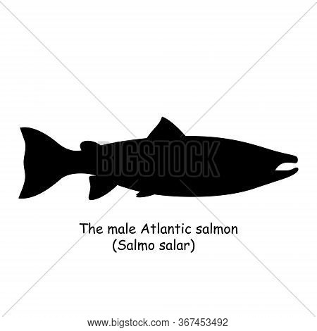 The Black Silhouette Of The Male Atlantic Salmon (salmo Salar) Is Isolated On White Background.