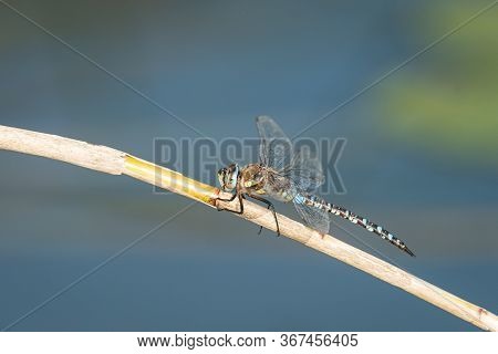 A Migrant Hawker Dragonfly (aeshna Mixta) Sitting On A Dry Reed, Sunny Day In Autumn