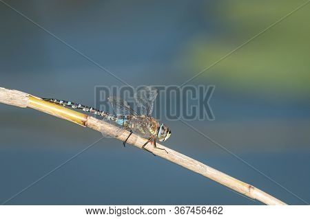 A Migrant Hawker Dragonfly (aeshna Mixta) Sitting On A Dry Reed, Sunny Day In Autumn