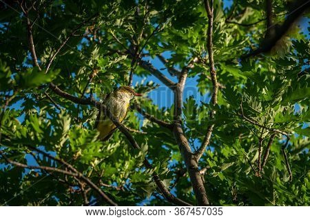 A Eurasian Golden Oriole Sitting In A Tree, Sunny Morning In Spring