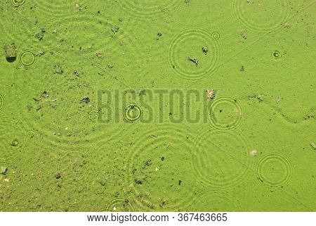rain circles ripples on clear water surface with a silty greenish bottom 