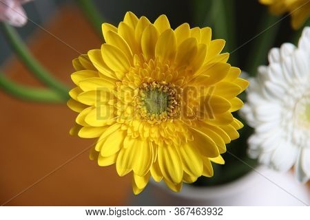Yellow Gerbera In A Vase In A Bouquet Of The Bolero Cancan Type