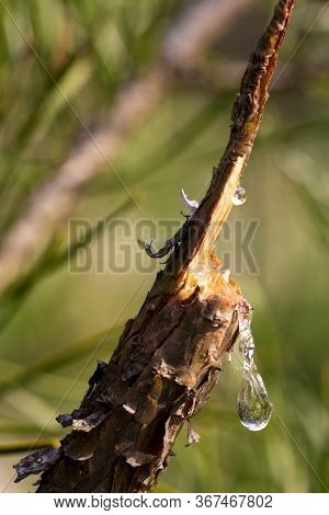 A Drop Of Resin On A Branch. Resin Flows From A Pine Branch. Closeup View Of A Drop Of Resin