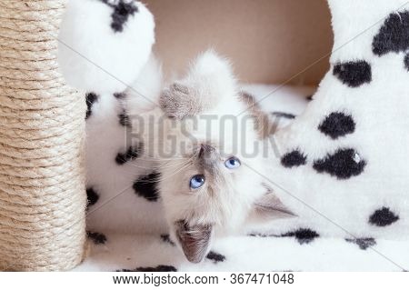 A Funny White Thai Kitten Plays With A Fur Ball On A Rope