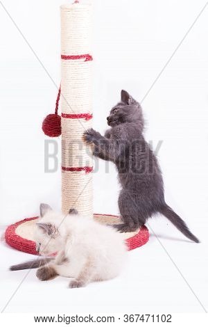 Two Little Funny Kittens Play With A Jute Claw.