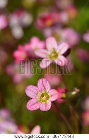 Saxifrage Arendsii Hybrids - Latin Name - Saxifraga X Arendsii