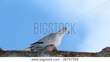 Turtledove huipulle katon