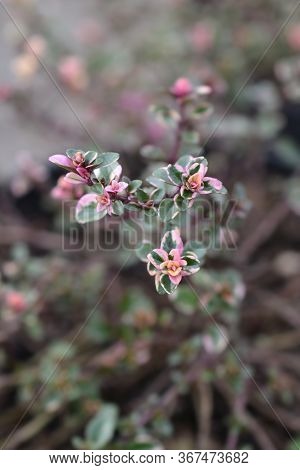 Foxley Thyme Leaves - Latin Name - Thymus Pulegioides Foxley