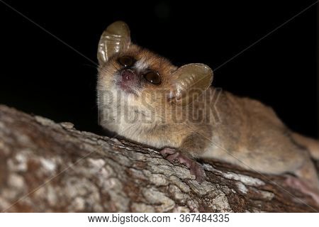 A Mouse Lemur Moves Along The Branches Of A Tree