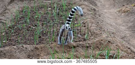 A Ring-tailed Lemur Hops Around In The Fields Of The Locals