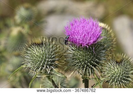 Wild Scottish Thistle (saint Mary's Thistle, Marian Scotch Thistle). Beautiful Purple Flower Protect