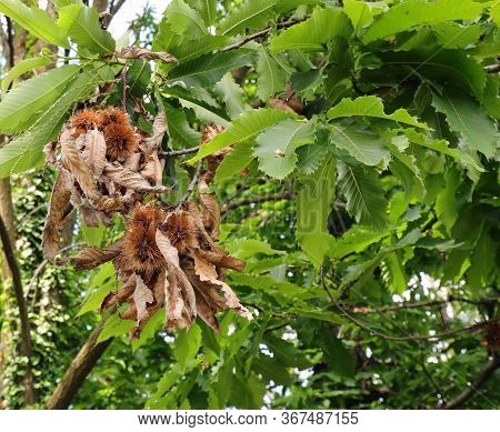 Chestnut-tree With Fruits On The Shells Called  Cupule Or Calybium