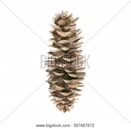 Fircone. Tree Cone. Forest Nature Detail. Watercolour Isolated On White Background.