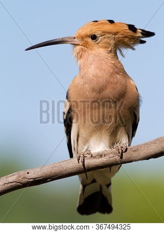 Hoopoe, Upupa Epops. The Bird Sits On A Branch Against The Sky