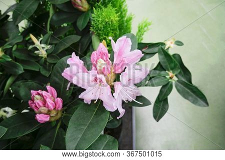 Red Flower. Flower In Garden At Sunny Summer Or Spring Day. Flower For Postcard Beauty Decoration An