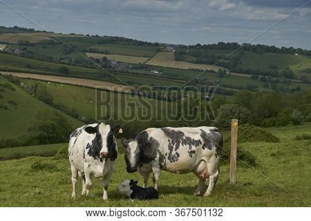 Cattle In Lush Green Fields Of The Woolley Valley, An Area Of Outstanding Natural Beauty In The Cots