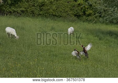 Male Pheasants (phasianus Colchicum) Fighting In A Grassy Field In The Woolley Valley, An Area Of Ou