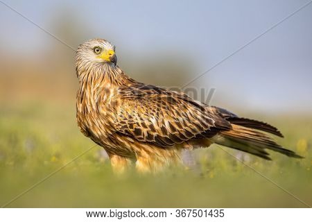 Red Kite (milvus Milvus) Perched In Spanish Pyrenees, Vilagrassa, Catalonia, Spain. April. It Is Res