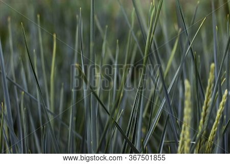 Tall Field Grass With Tips Burnt Out In The Sun. The Photo Was Shot Close-up For Your Summer Design.