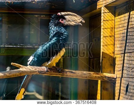 Portrait Of A Trumpeter Hornbill Bird In The Aviary, Tropical Animal Specie From Africa