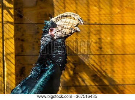 Portrait Of A Trumpeter Hornbill Bird In Closeup, Tropical Animal Specie From Africa