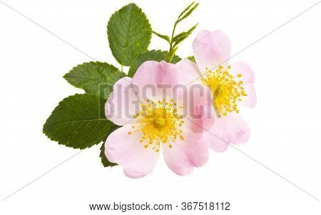Rosehip Rose Flower Isolated On White Background