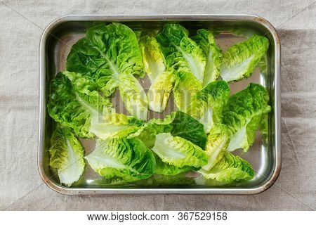 Fresh Green Leaves Of Baby Cos Lettuce On A Table