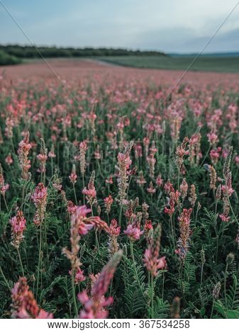 Field Of Pink Flowers Sainfoin, Onobrychis Viciifolia. Wildflowers Background. Farming Concept. Blos