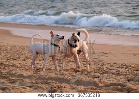 CANDOLIM, INDIA - FEBRUARY 20, 2020: Dogs are played at Candolim Beach, North Goa, India