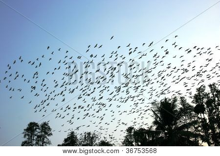 Cranes and pelicanes