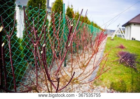 Spring Trimming Of Cornus Alba Argenteomarginata Plant