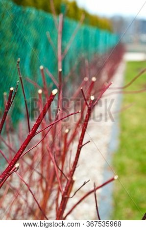 Spring Trimming Of Cornus Alba Argenteomarginata Plant