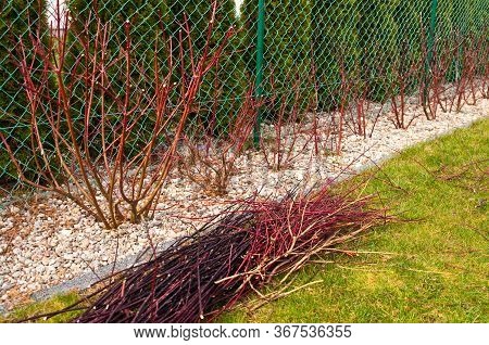 Spring Trimming Of Cornus Alba Argenteomarginata Plant