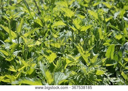 Young And Juicy Nettle Leaves. The Sun Shines Through The Leaves. Beautiful Spring Summer Optimistic