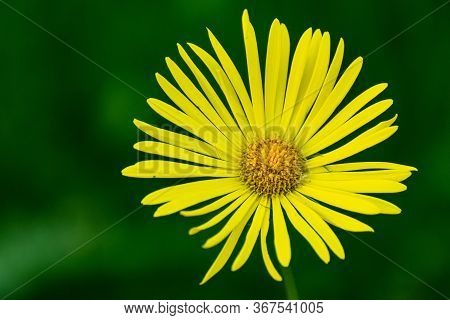 Bright Big Yellow Daisy On A Dark Green Background. Doronicum Caucasicum.