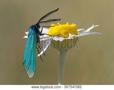 green forester in natural habitat (adscita mannii)