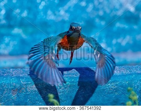 Common Kingfisher (Alcedo atthis) Delta Dunarii